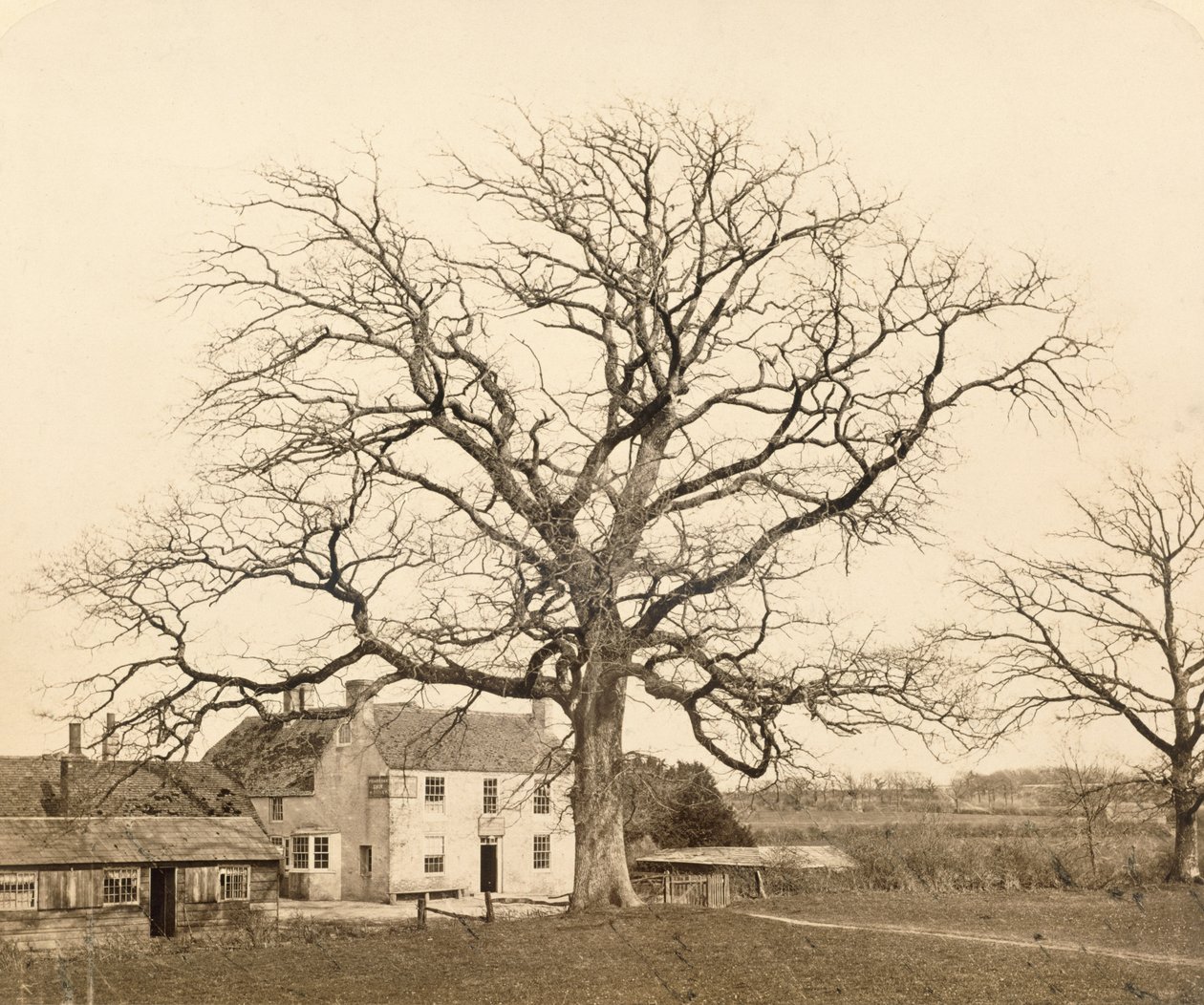 Quercia (in inverno) Friars Oak, Clayton, Sussex, 1860 da English Photographer