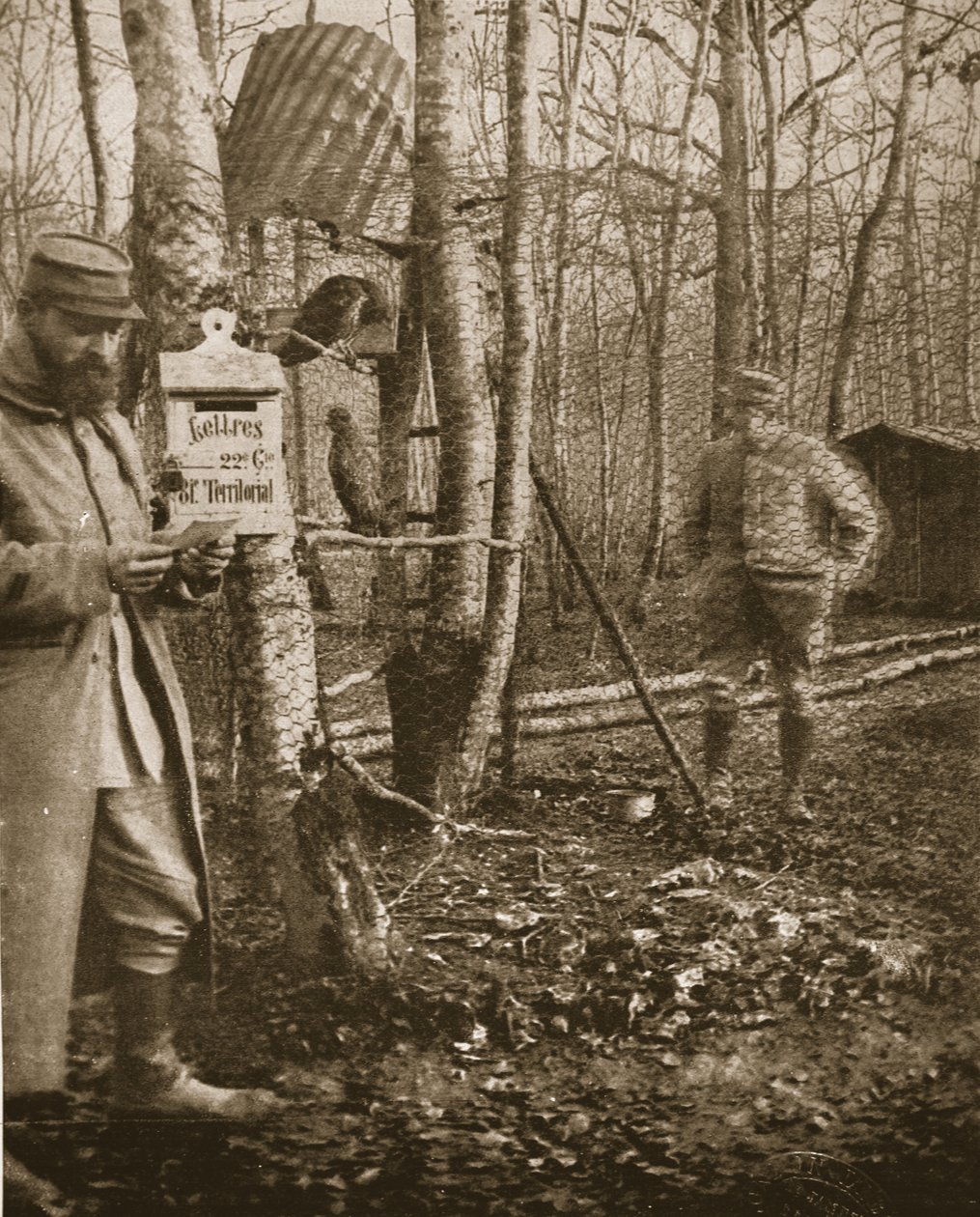 Sul fronte della Lorena francese: una cassetta delle lettere del campo dei Poilus e mascotte poiane, illustrazione da The Illustrated War News da English Photographer