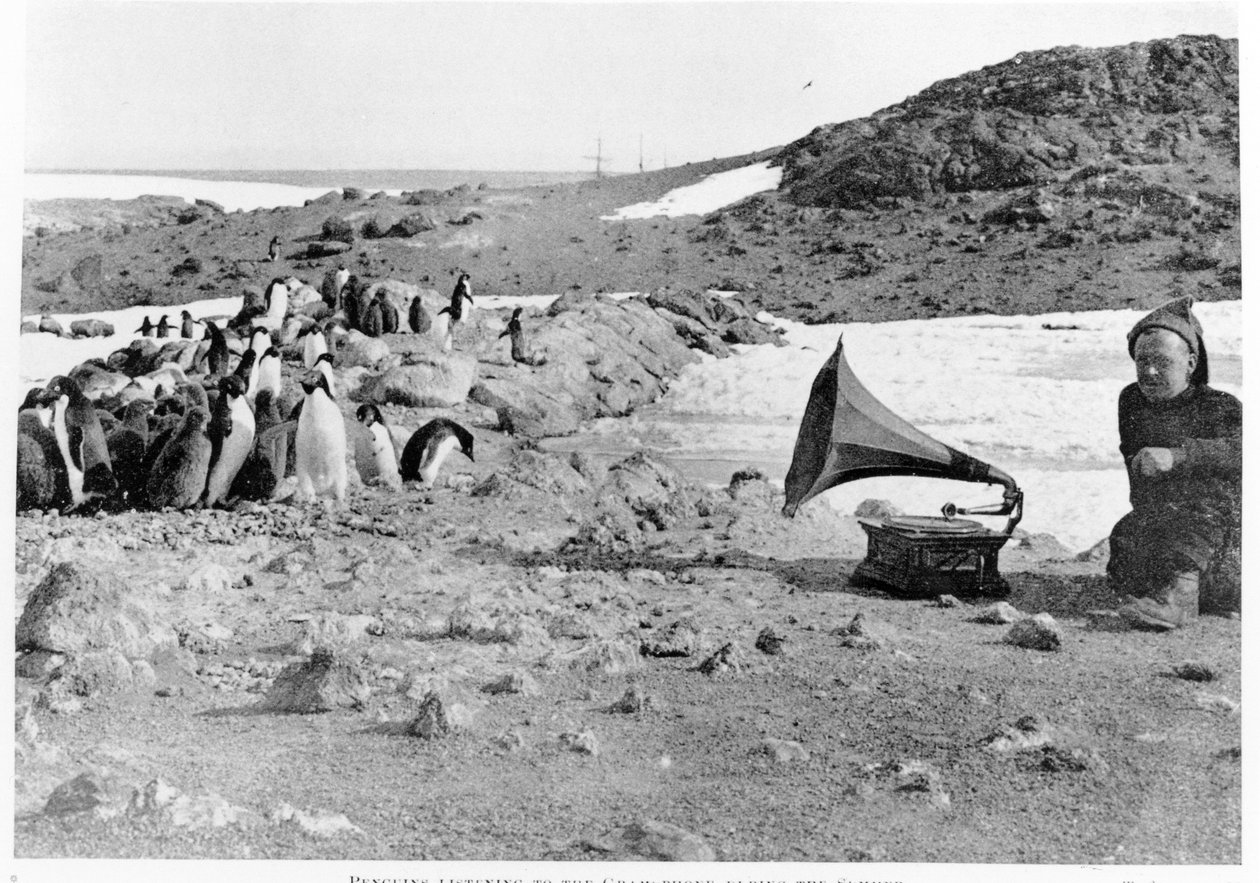 Pinguini che ascoltano il grammofono durante la spedizione antartica di Shackleton, 1907-09, da The Heart of the Antarctic di Shackleton, pubblicato nel 1909 da English Photographer