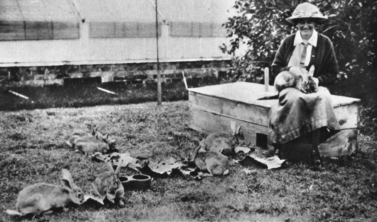 Lavoro di guerra pittoresco: il coniglietto di Cornelia Lady Wimborne, da The Illustrated War News, 5 luglio 1916 da English Photographer
