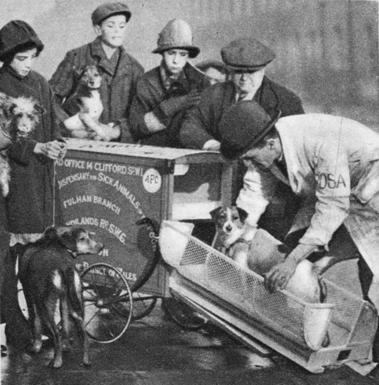 Il veterinario della filiale di Fulham del Dispensario Popolare per Animali Malati, da Wonderful London, pubblicato 1926-27 da English Photographer