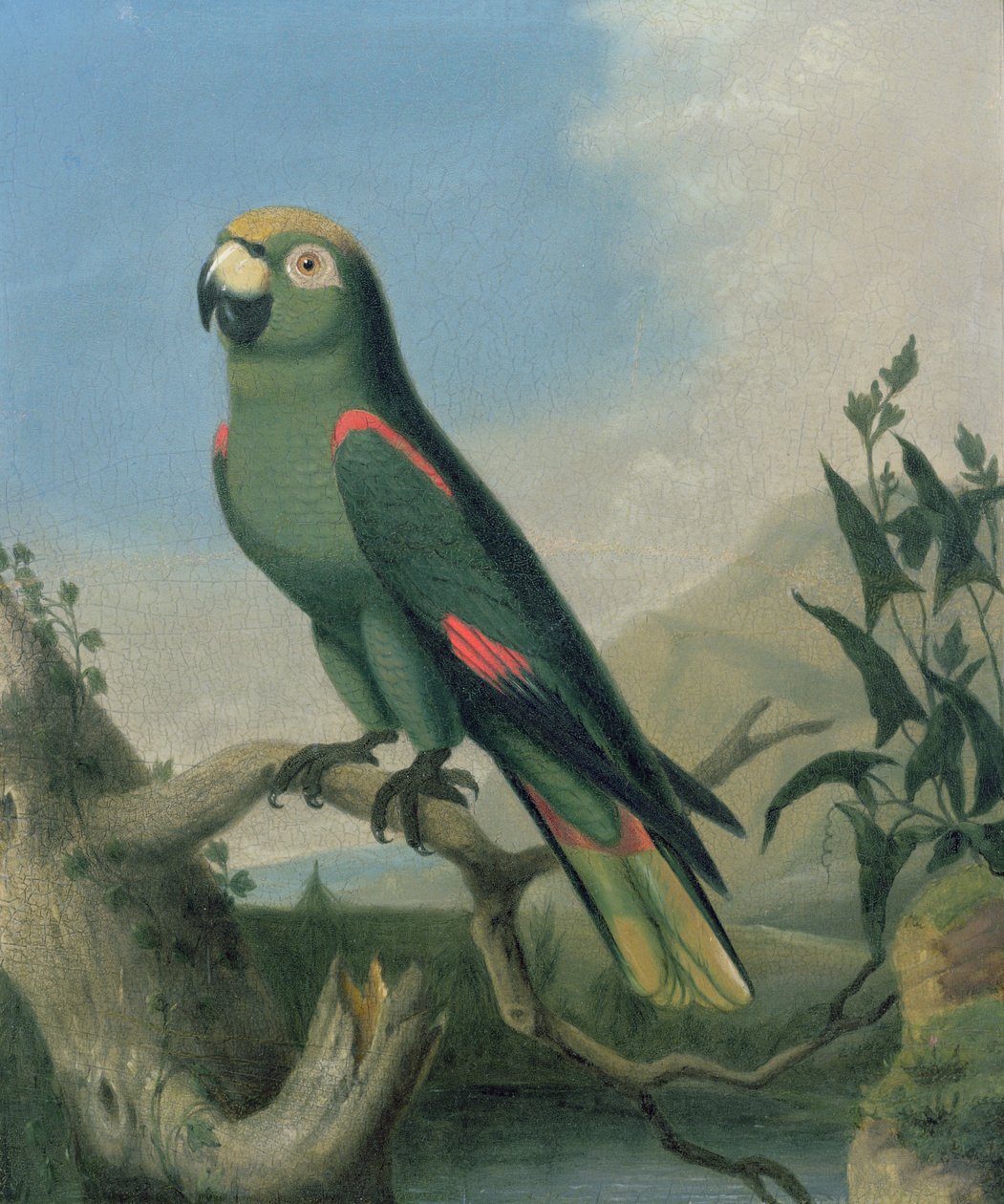 Un pappagallo verde su un ramo da English School