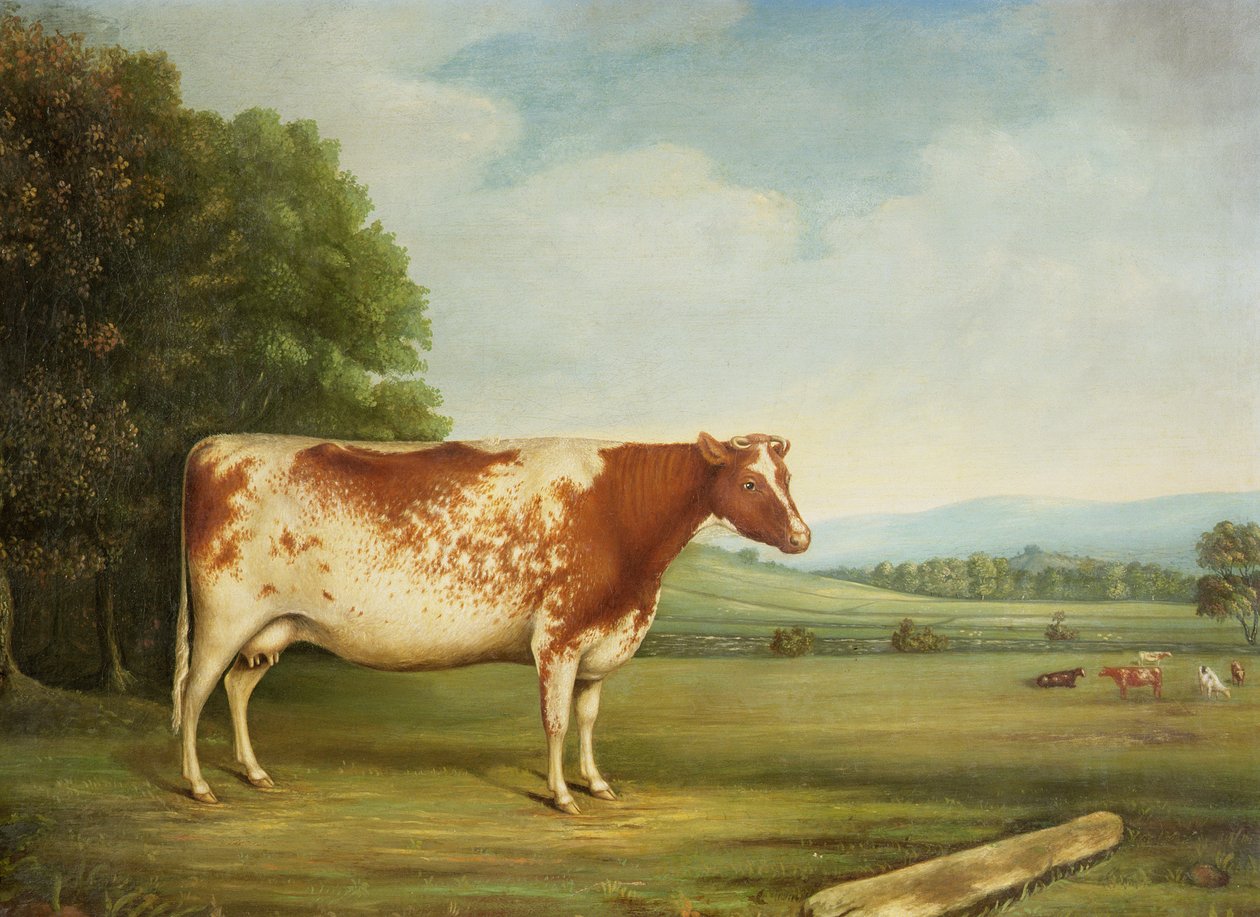 Una mucca Shorthorn premiata in un paesaggio da English School