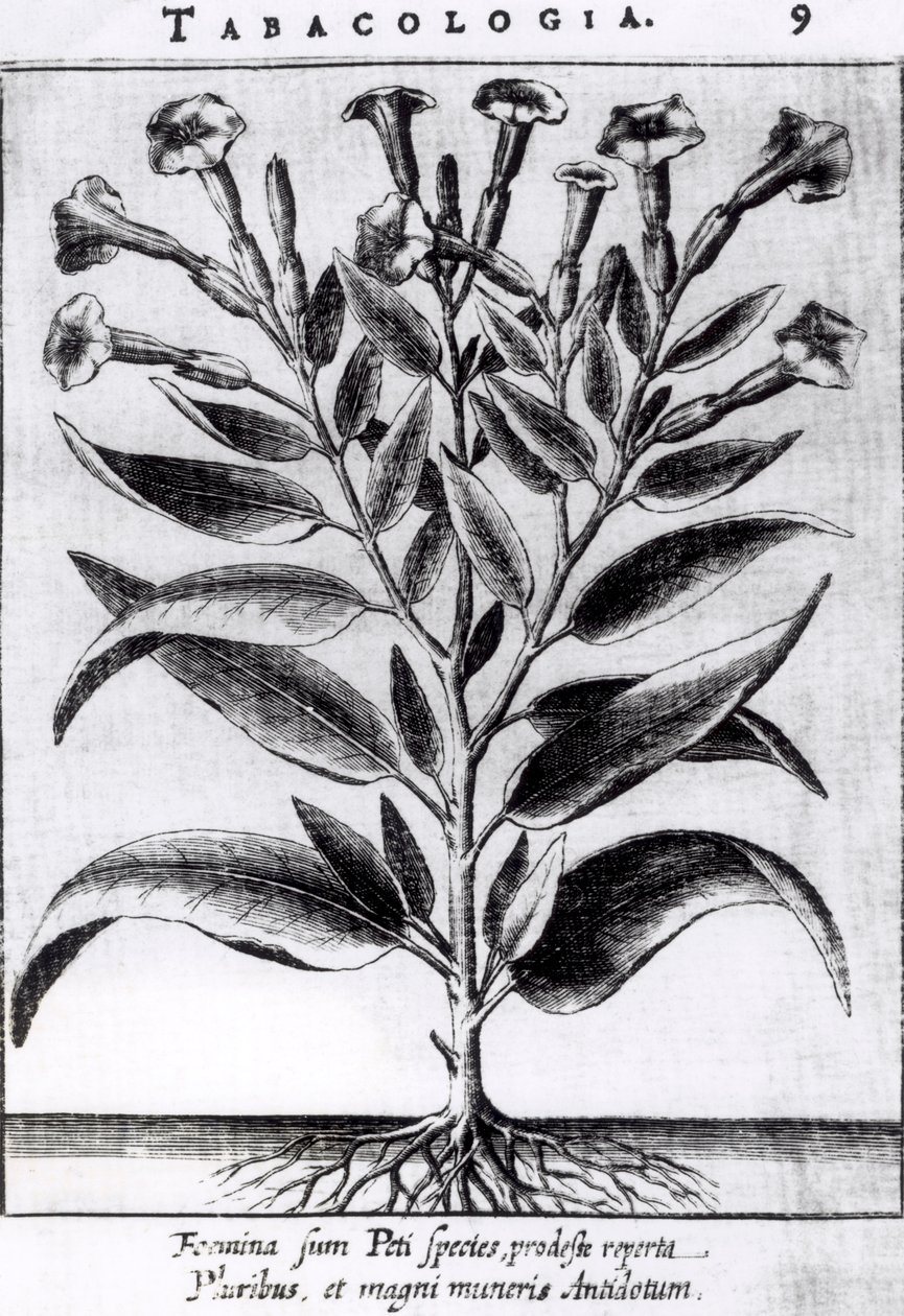 Una Pianta di Tabacco, 1622 da English School