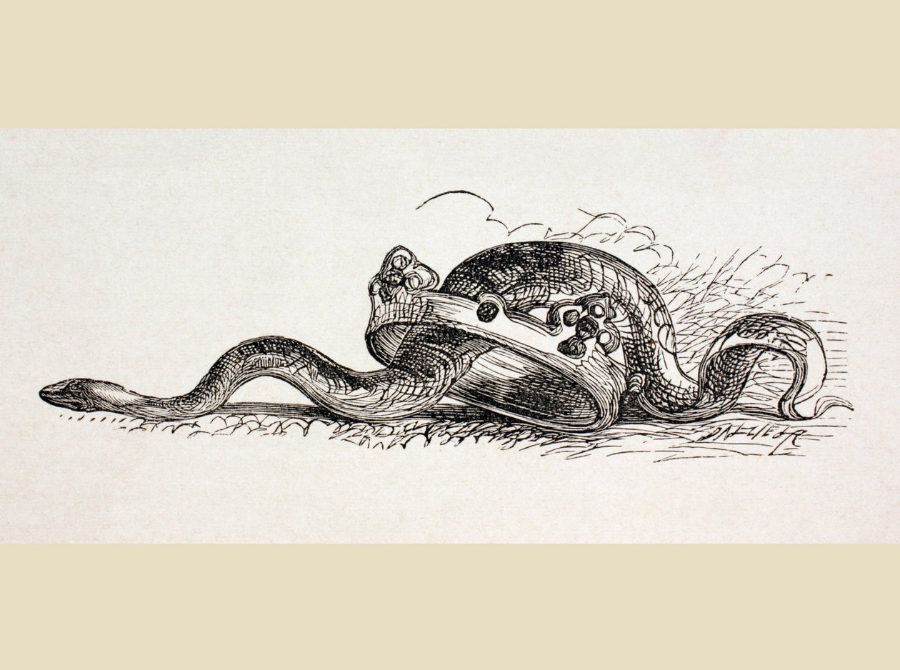Un serpente striscia attraverso una corona reale, 1890 da English School