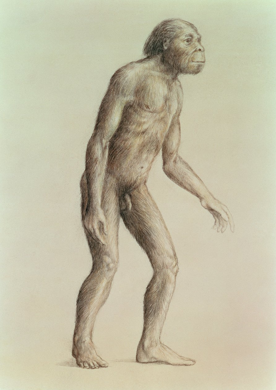 Australopithecus Africanus da English School