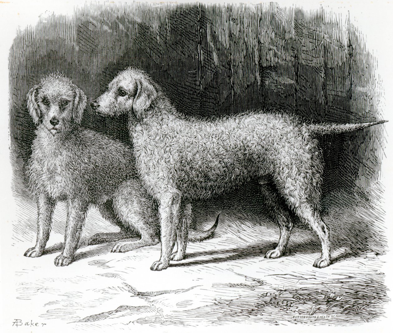 Bedlington Terriers: 
