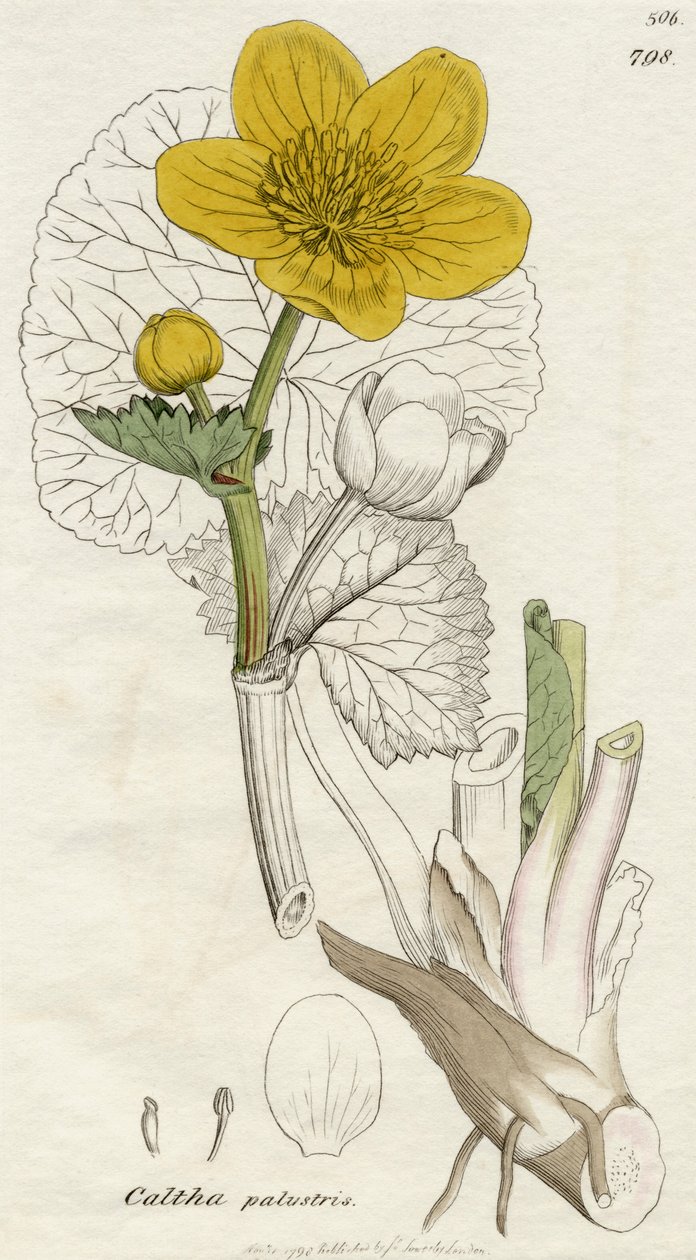 Caltha Palustris (Calta palustre) pubblicato a Londra nel 1798 da English School