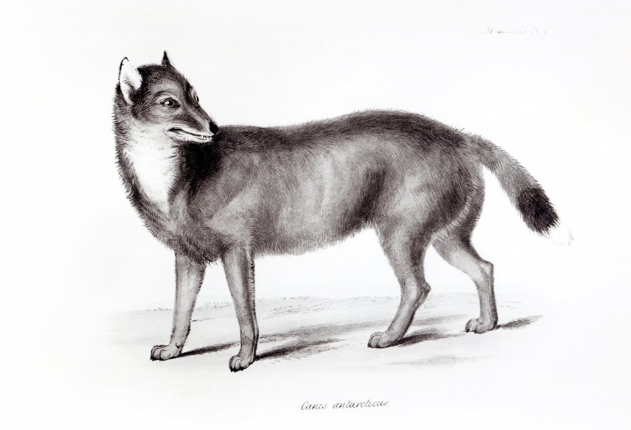 Canis Antarcticus da English School