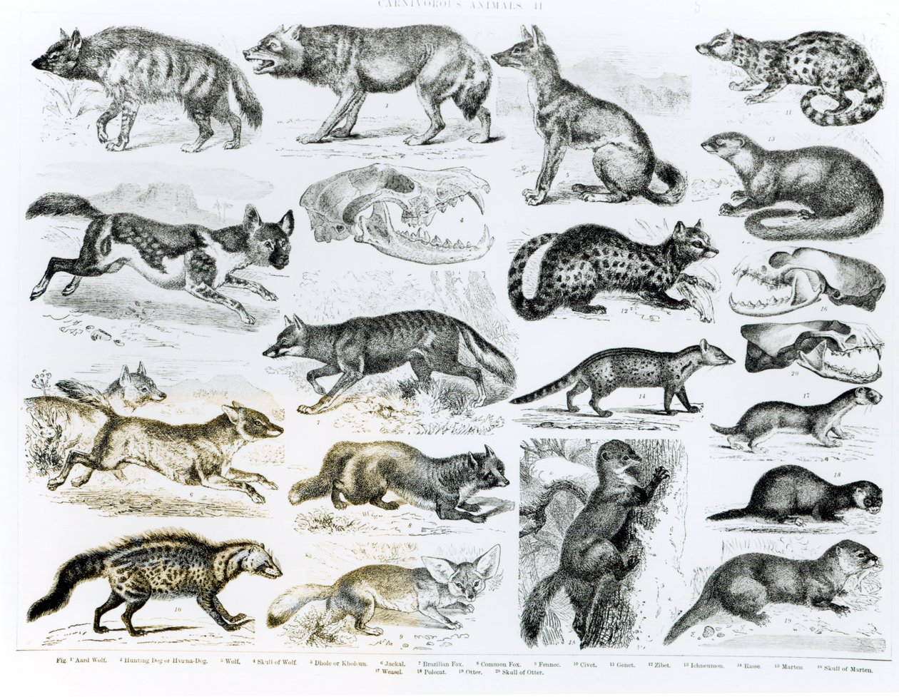 Animali carnivori da English School