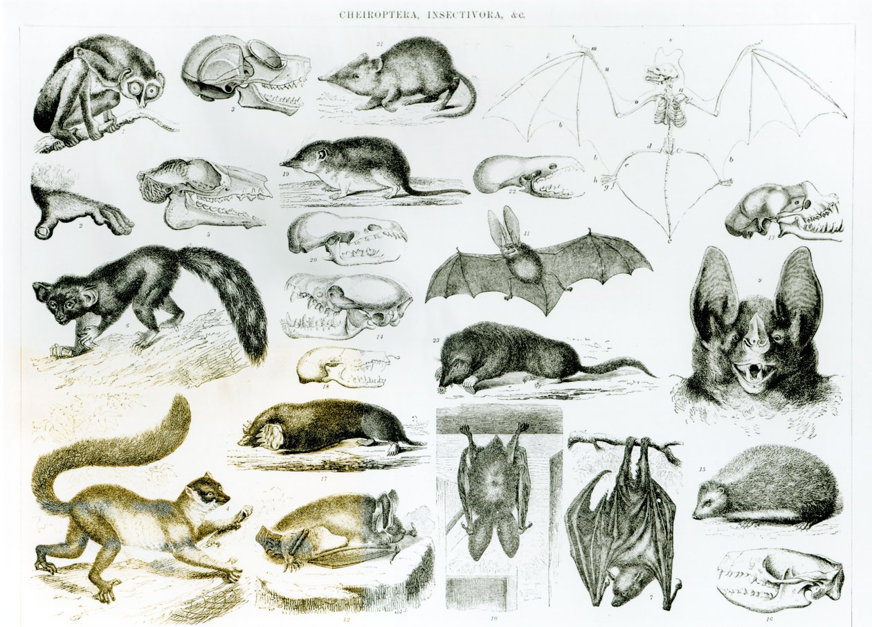 Cheiroptera, Insectivora da English School