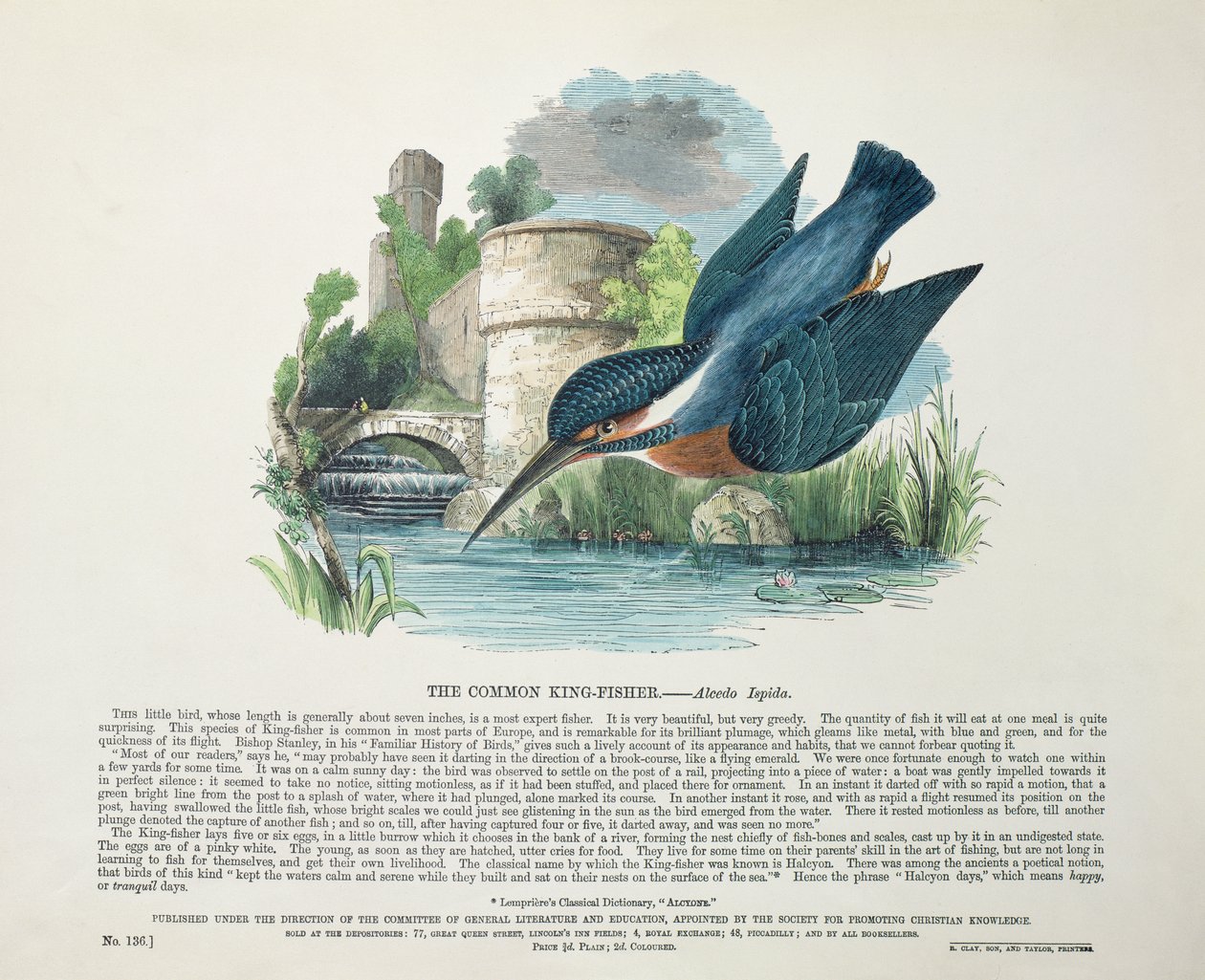 Martin pescatore comune (Alcedo Ispida) da English School