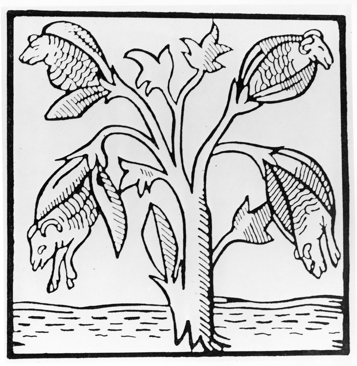 Pianta di cotone, come immaginata da John Mandeville da English School