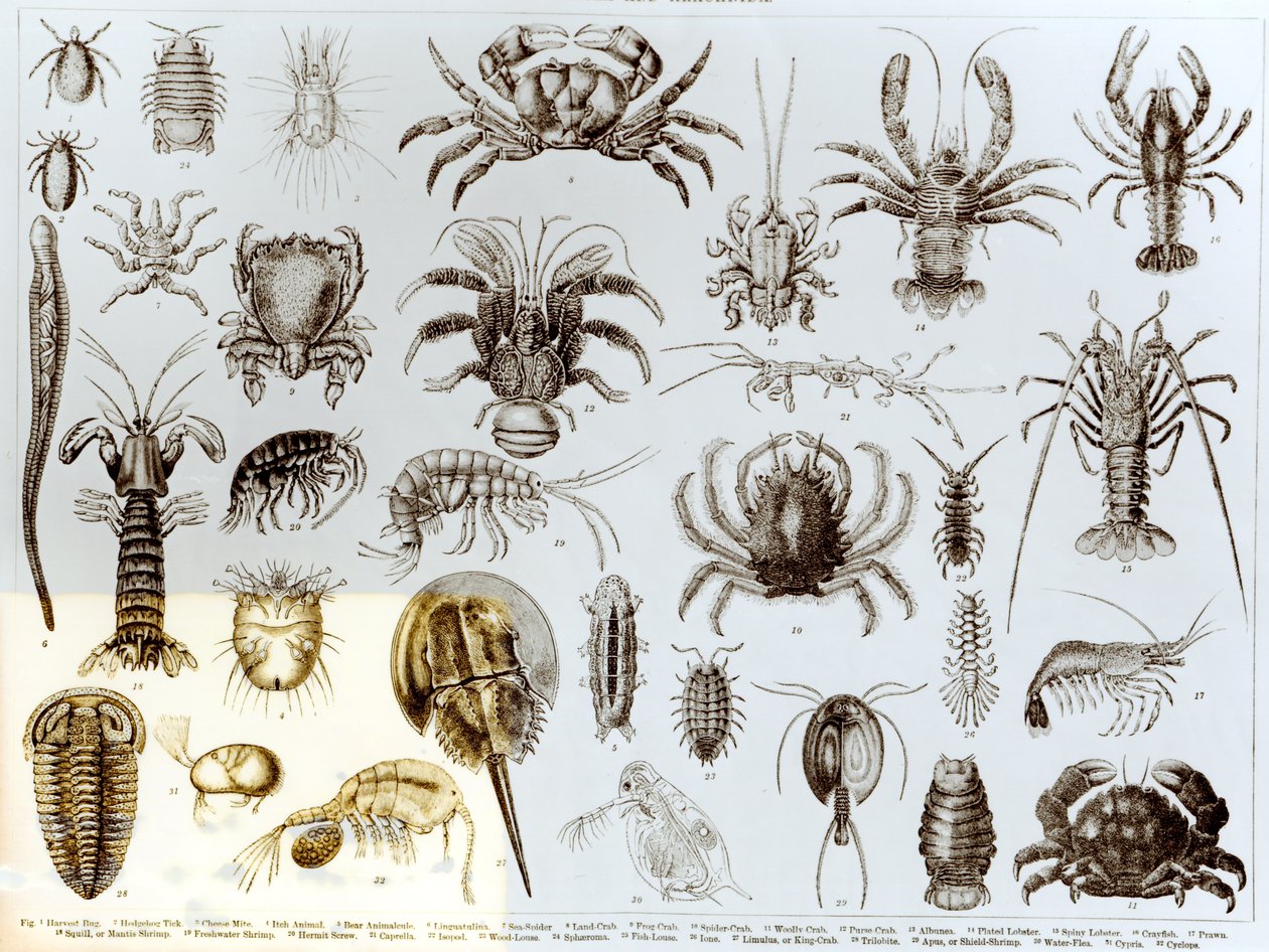 Crostacei e aracnidi da English School