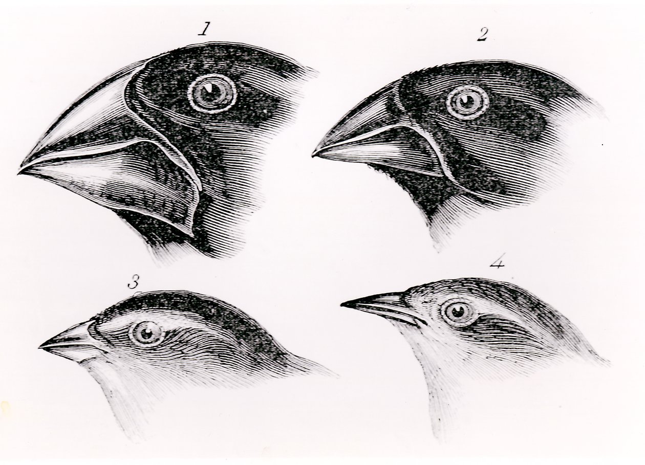 Osservazioni sugli uccelli di Darwin da English School