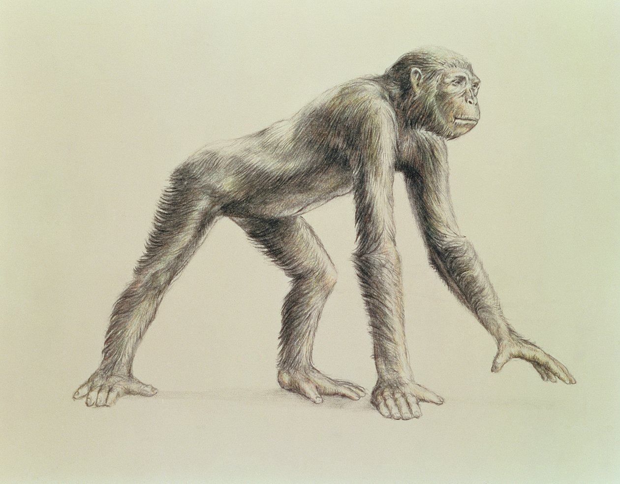 Dryopithecus Africanus da English School