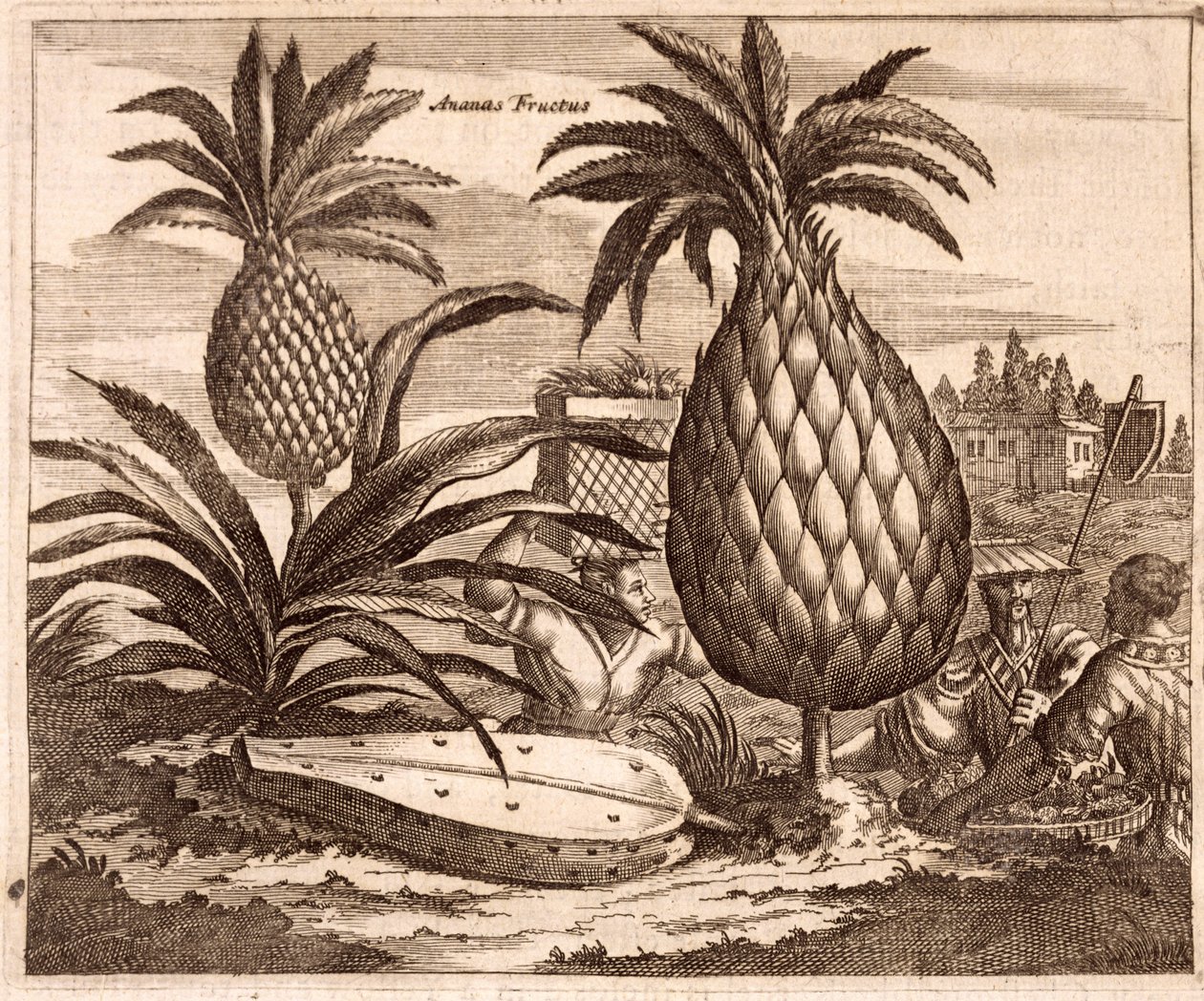 Coltivazione di grandi ananas, illustrazione da una descrizione delle ambasciate in Cina, 1690 da English School