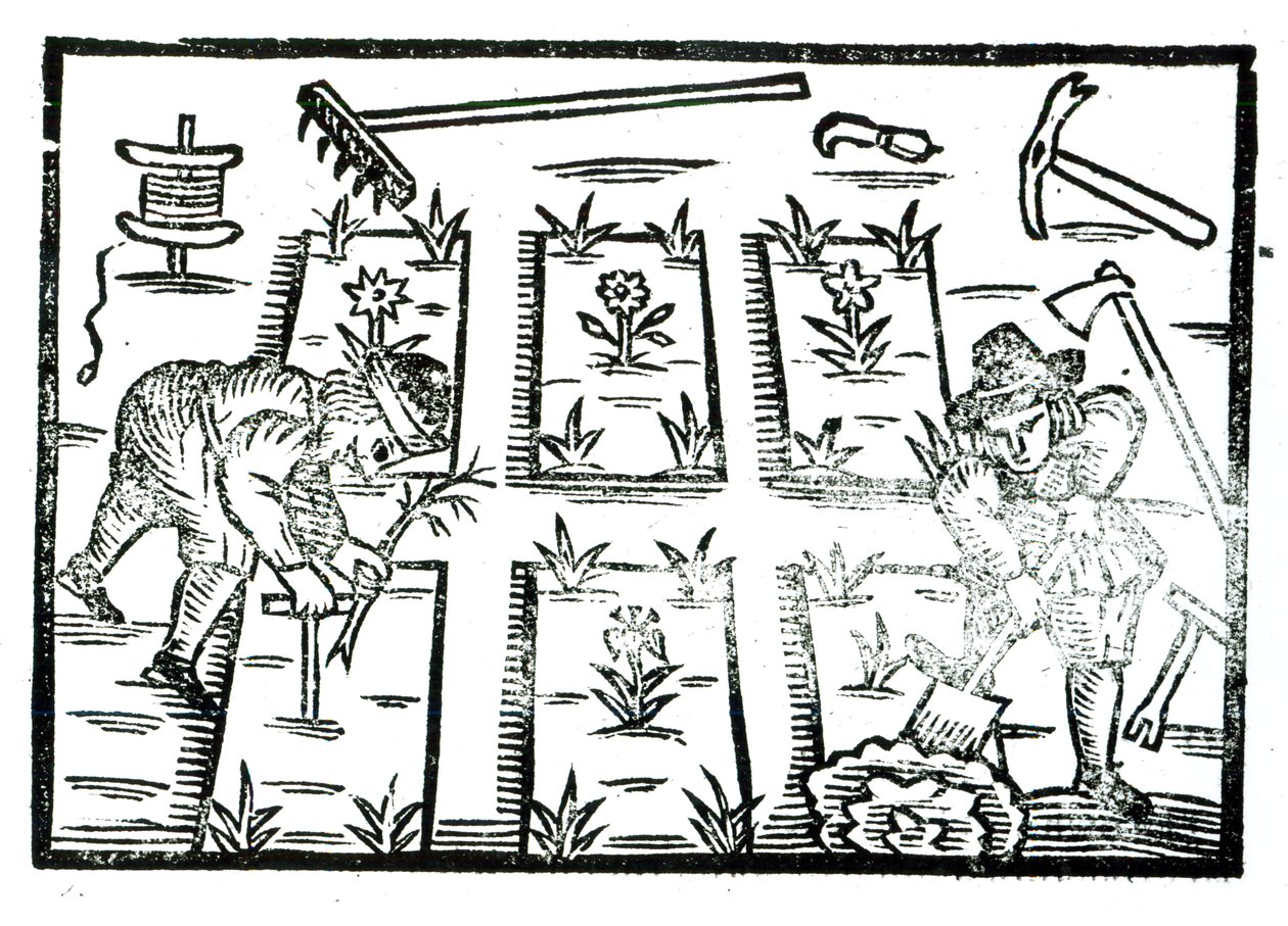Illustrazione da un libro di giardinaggio da English School