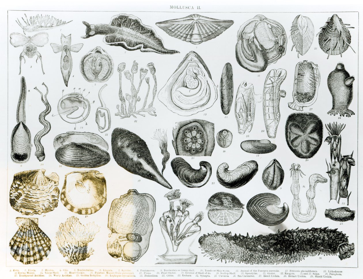 Molluschi da English School