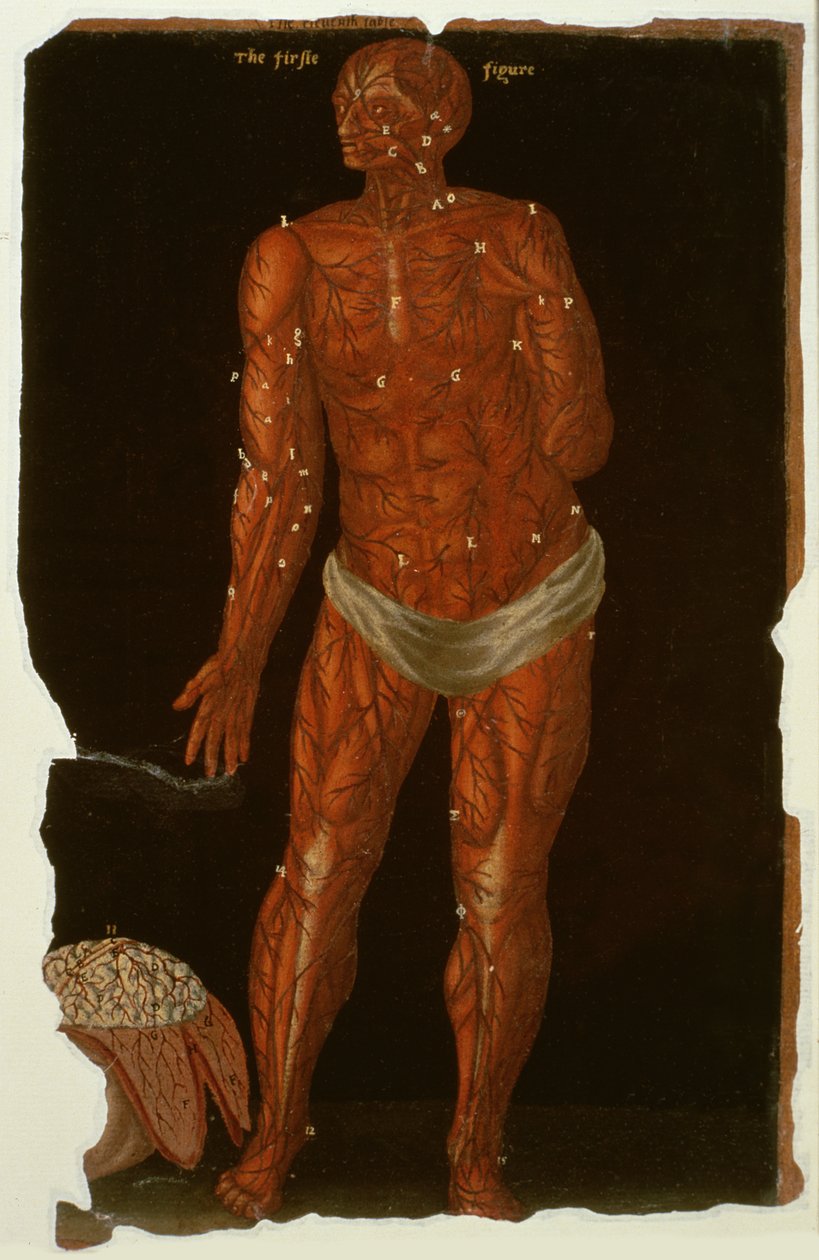 Ms Hunter 364 Tavola XI Dissezione, da Anatomical Tables, di John Banister (1540-1610) da English School
