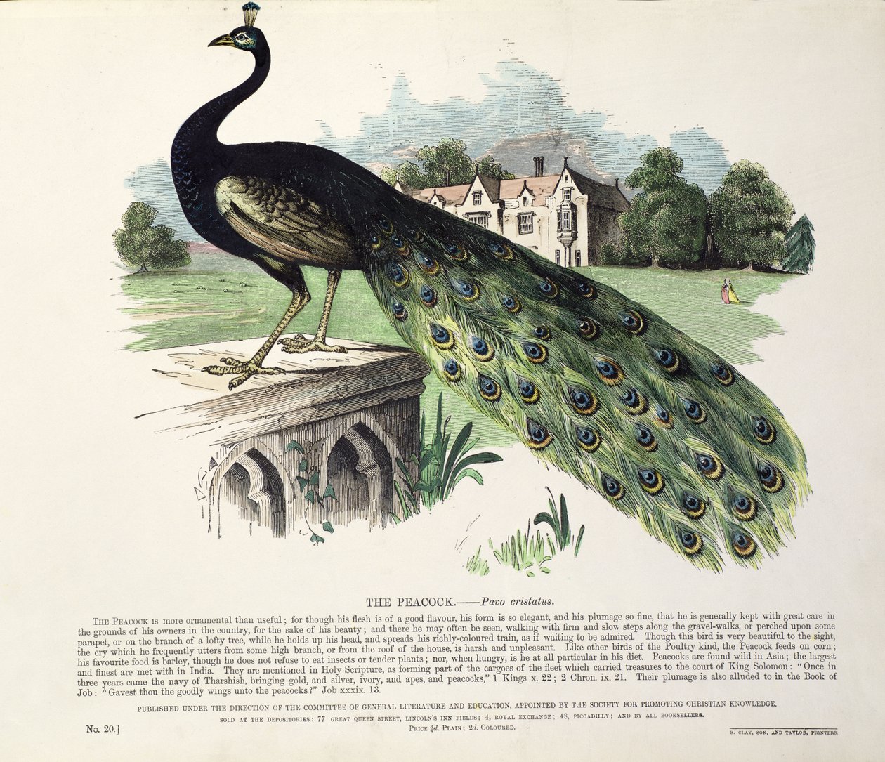 Pavone (Pavo Cristatus) da English School