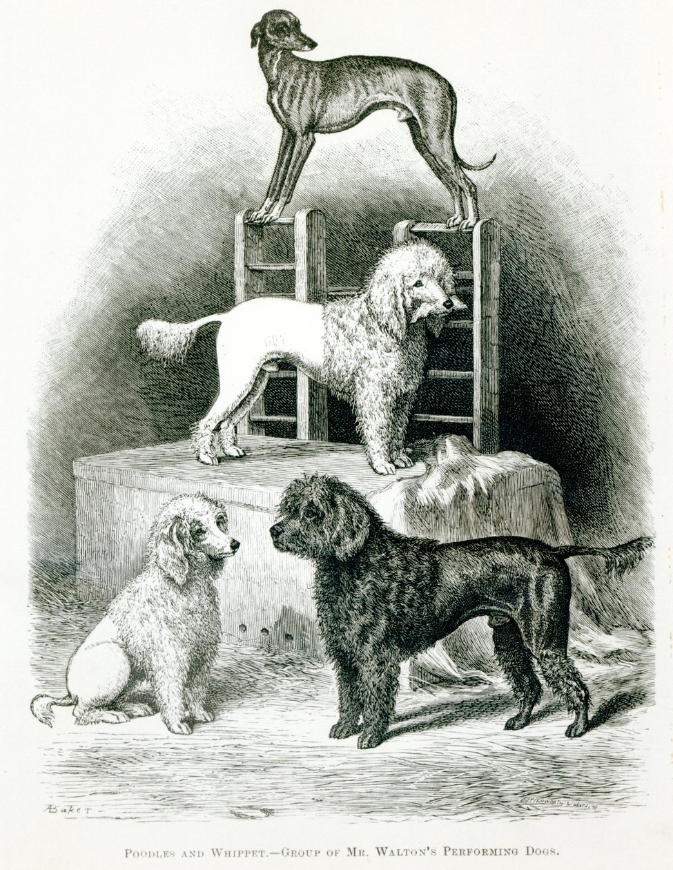 Barboncini e levriero - Gruppo di cani da spettacolo di Mr. Walton da English School