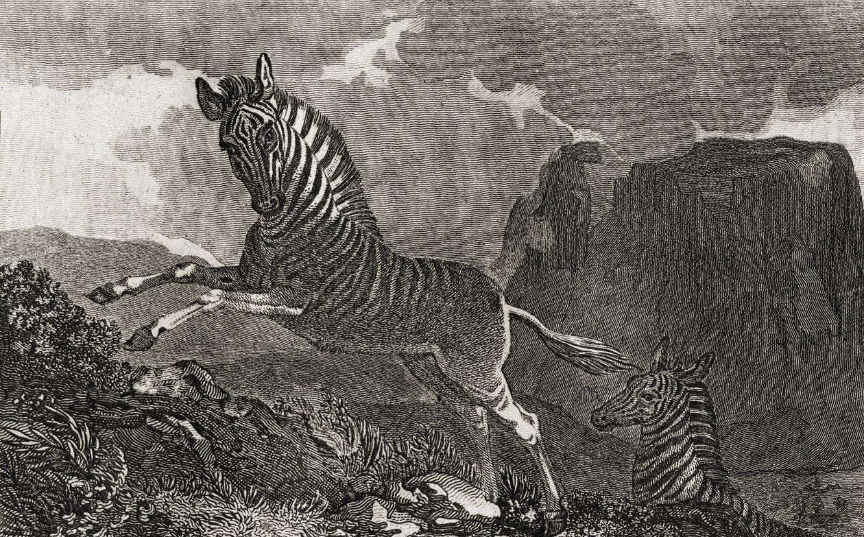 Quagga da English School