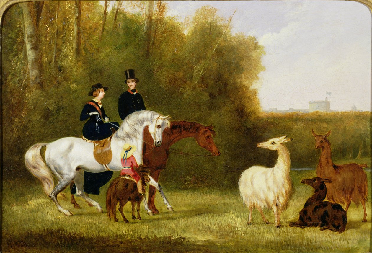 La Regina Vittoria, il Principe Alberto e il Principe di Galles nel Windsor Park con il loro gregge di lama da English School