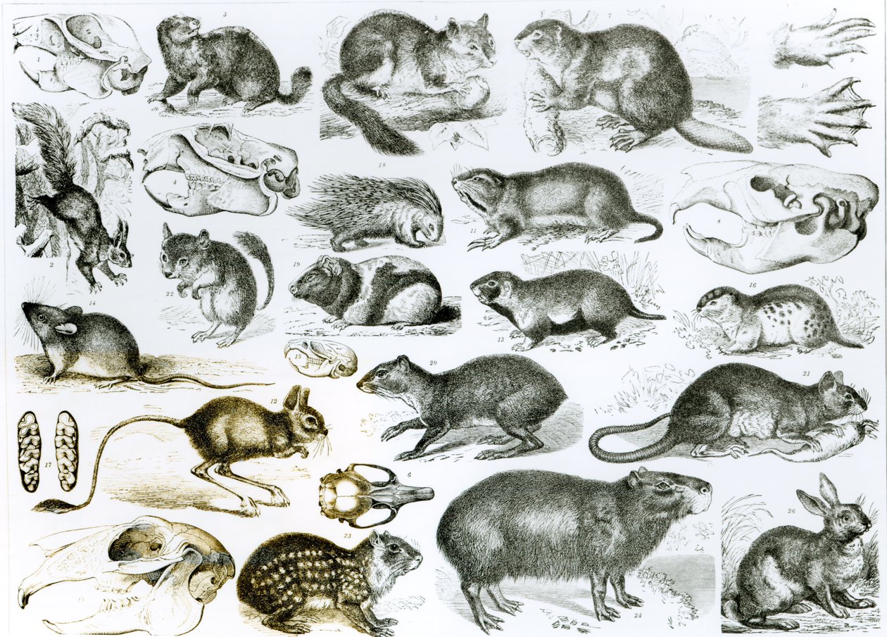 Rodentia-Roditori o Animali Rosicchianti da English School