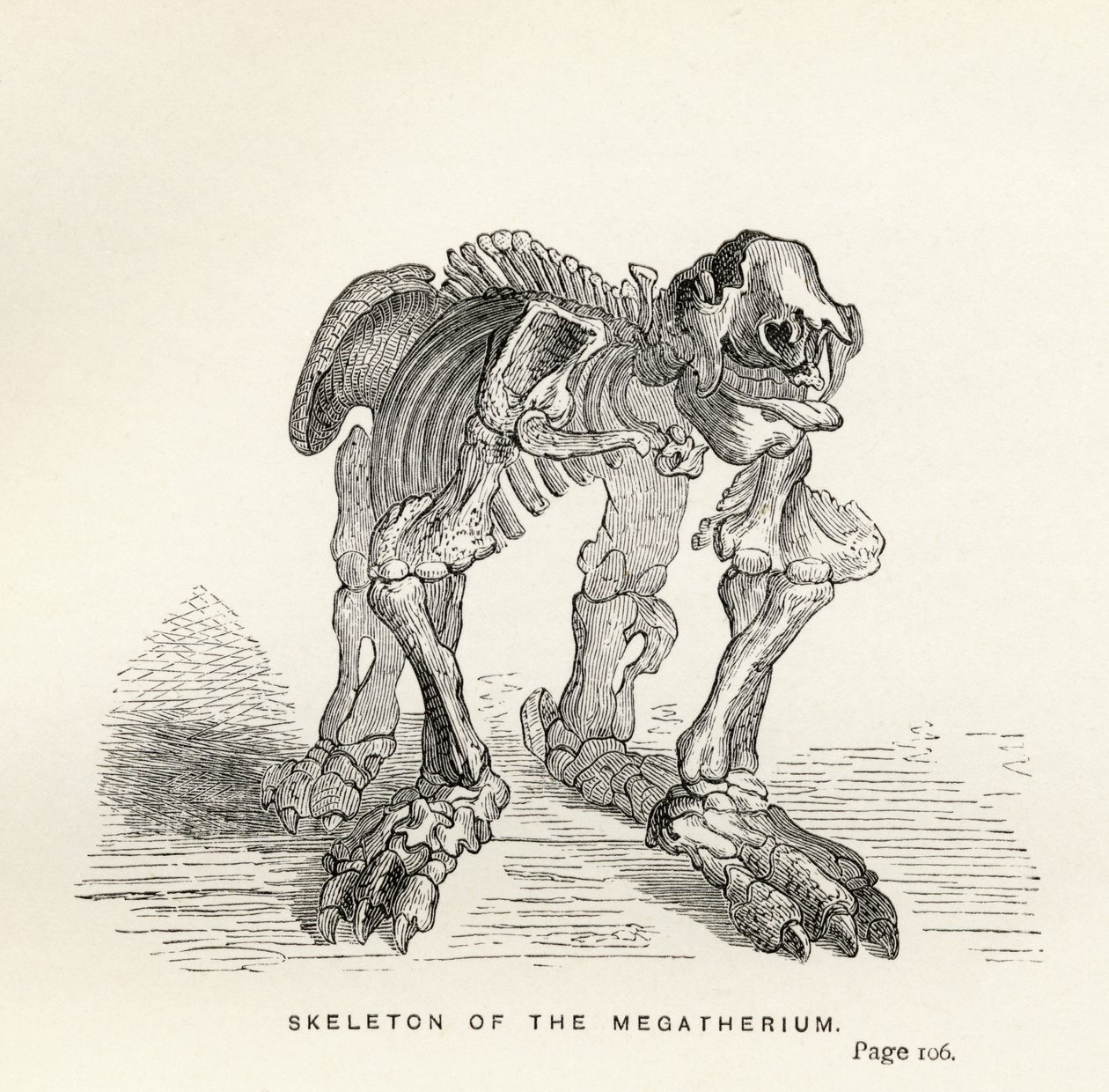 Scheletro del Megatherium, da 