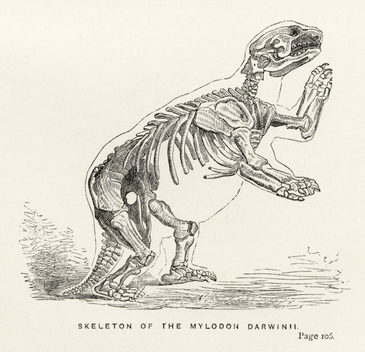 Scheletro del Mylodon Darwinii, da 