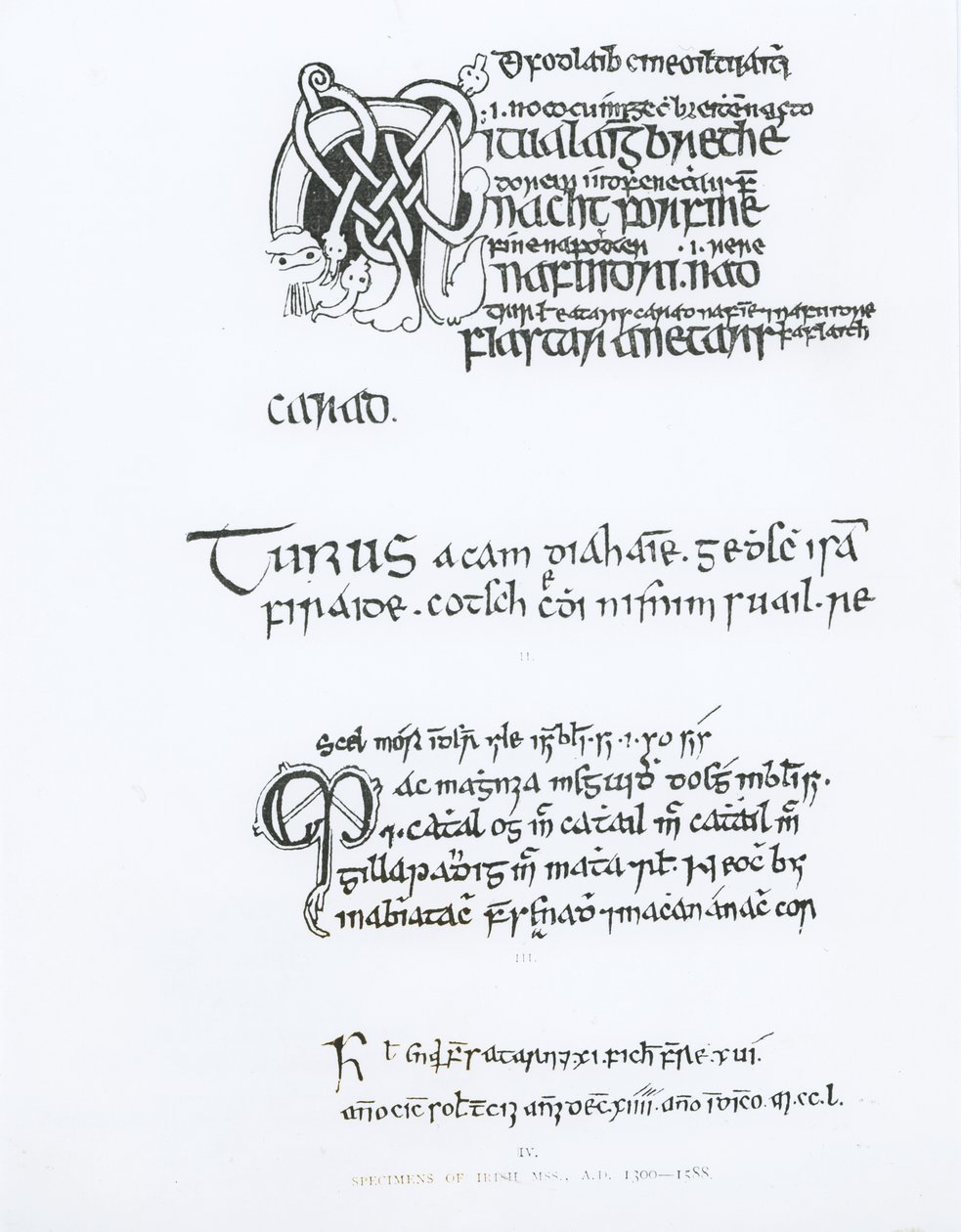 Esemplari di manoscritti irlandesi, c.1300-1588 da English School