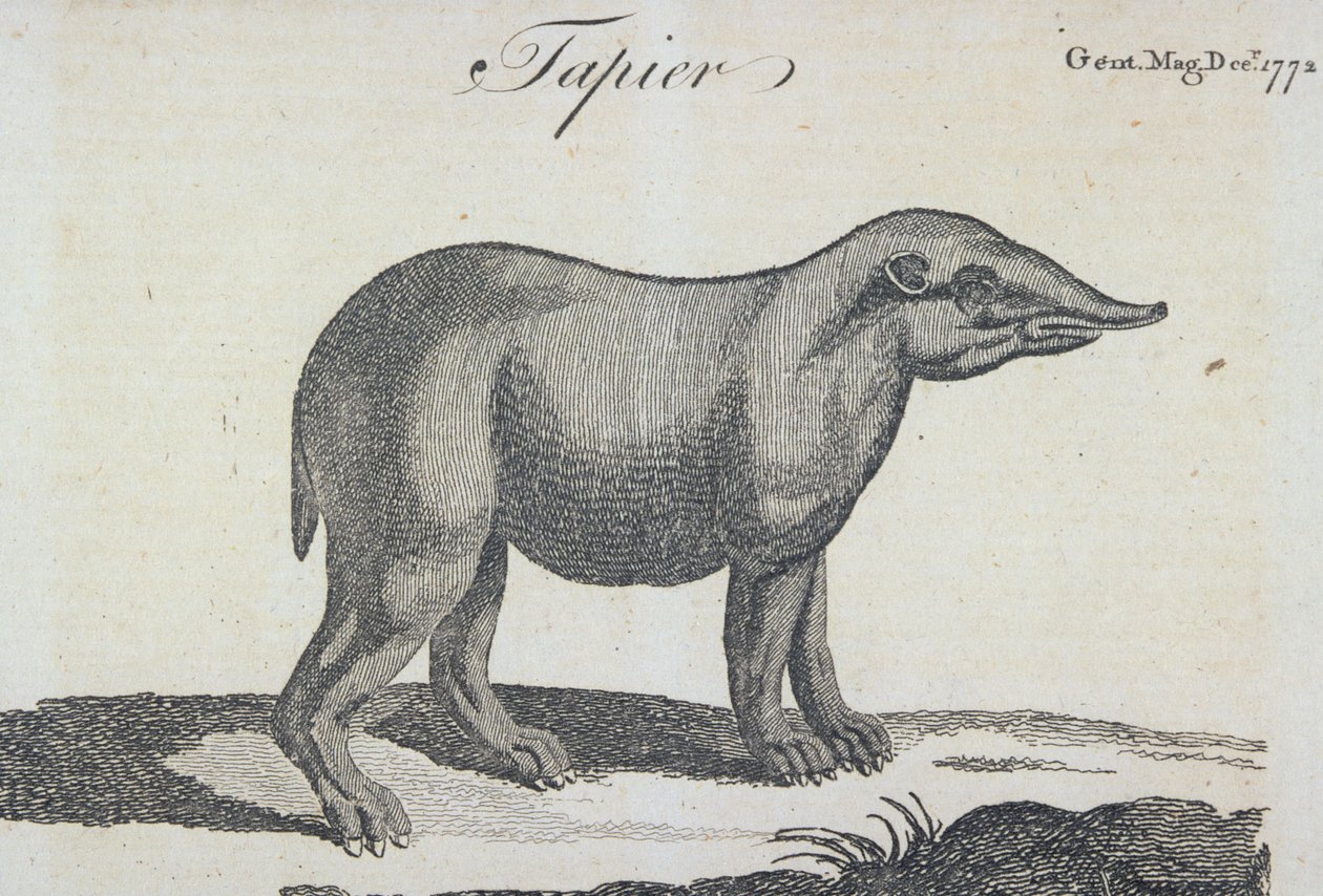 Tapir, da 