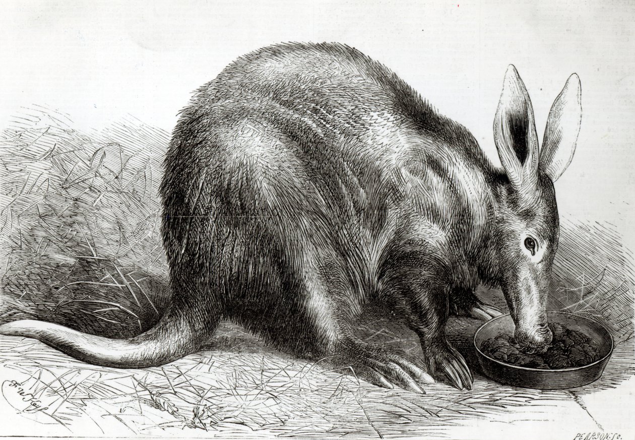 Il formichiere del Capo nei giardini della Zoological Society, Regents Park, da 