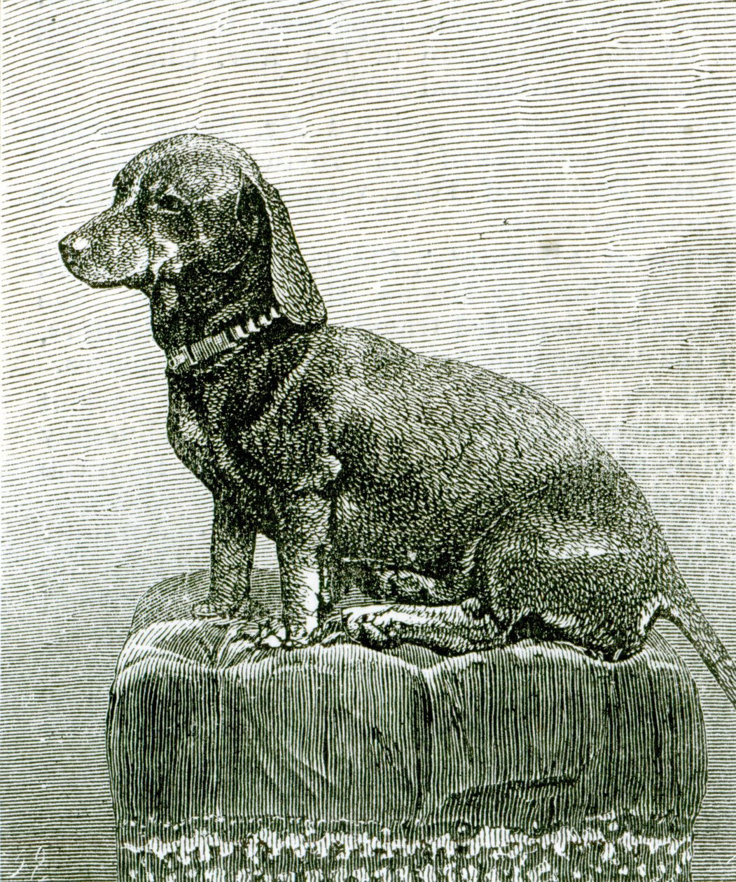 Il cane Jacob, da 