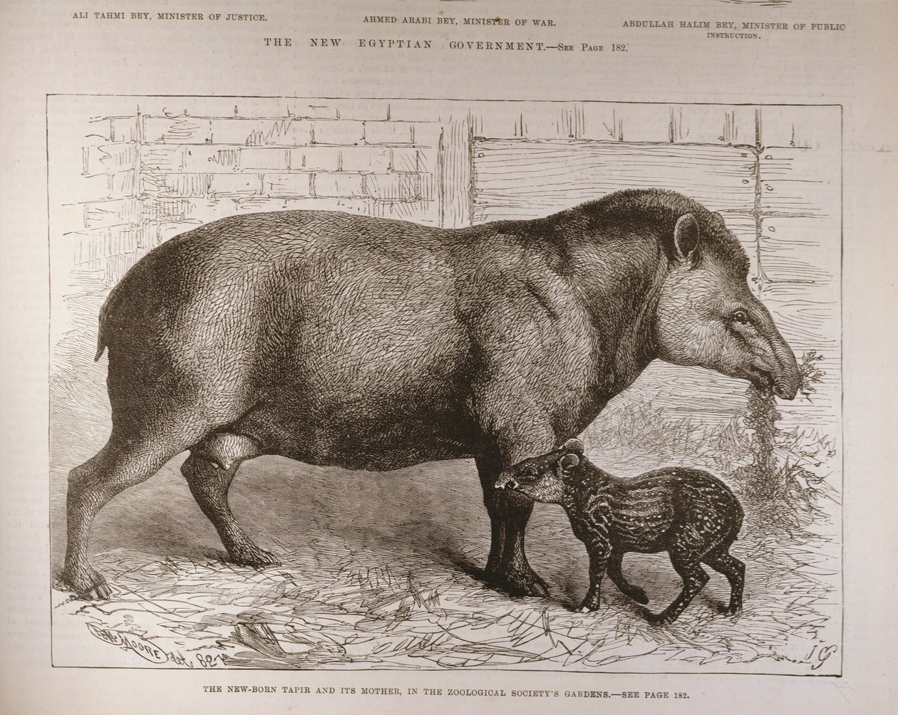 Il tapiro neonato e sua madre, nei giardini della Società Zoologica, da 