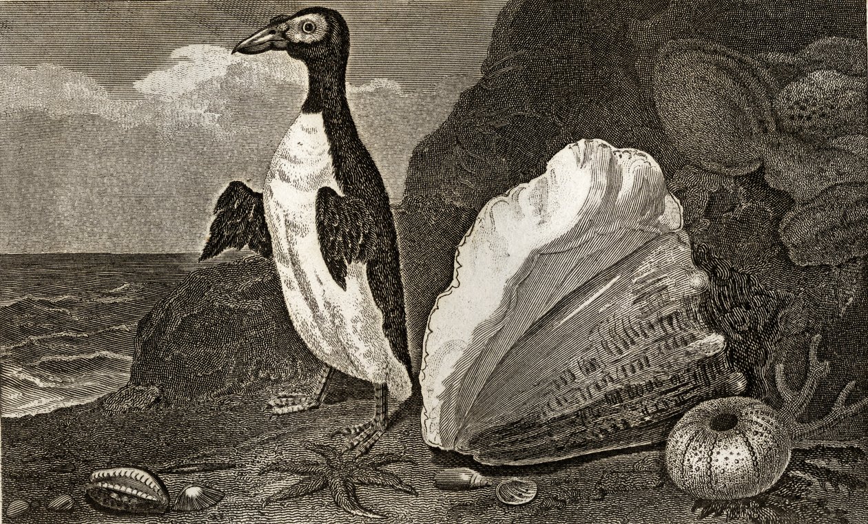 Il pinguino con la conchiglia e altre conchiglie e spugne da English School