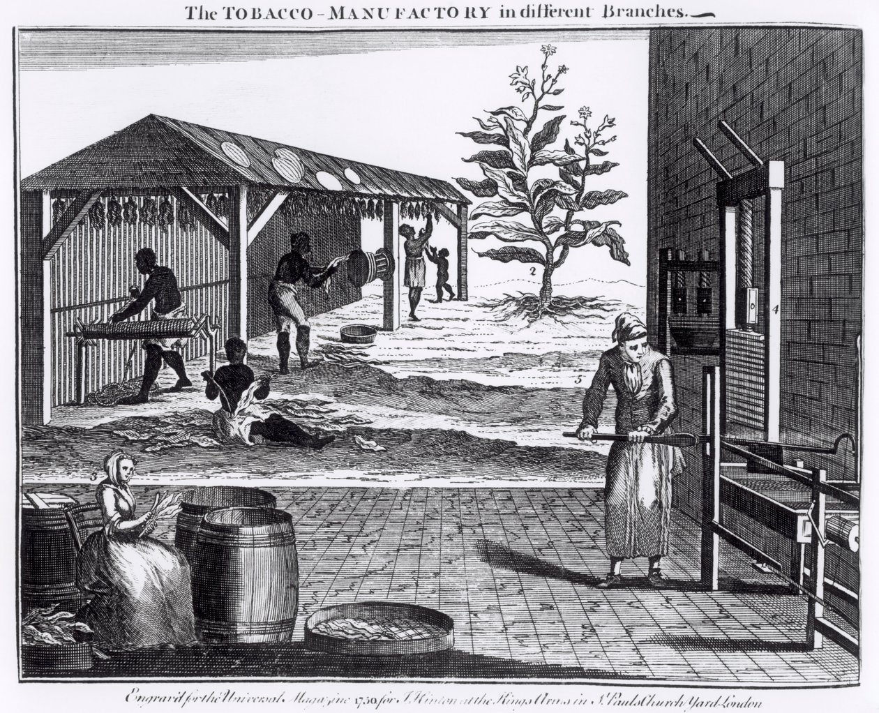 La manifattura del tabacco in diversi rami, inciso per la Universal Magazine, 1750 da English School