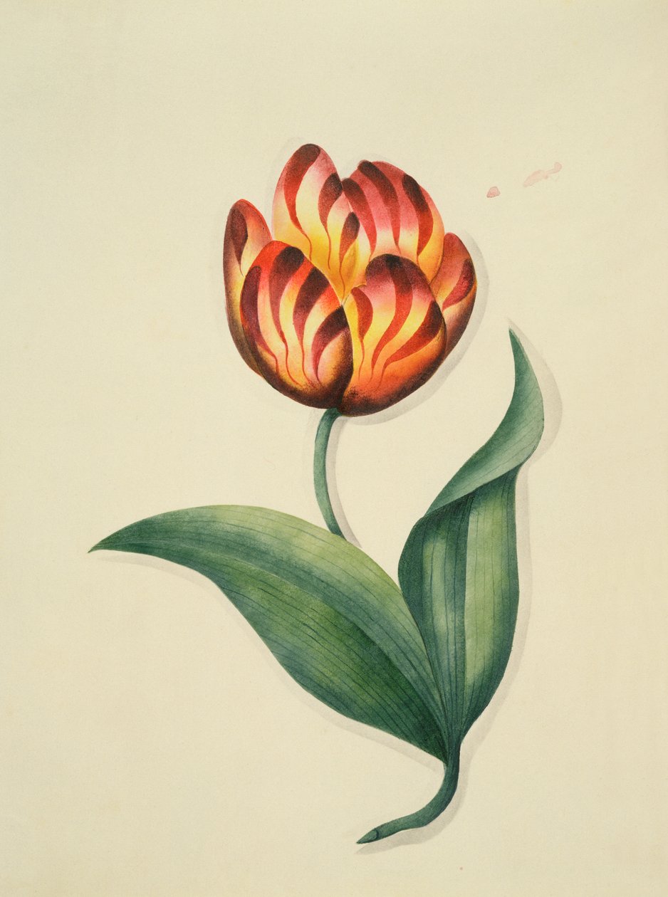 Tulipano, da 