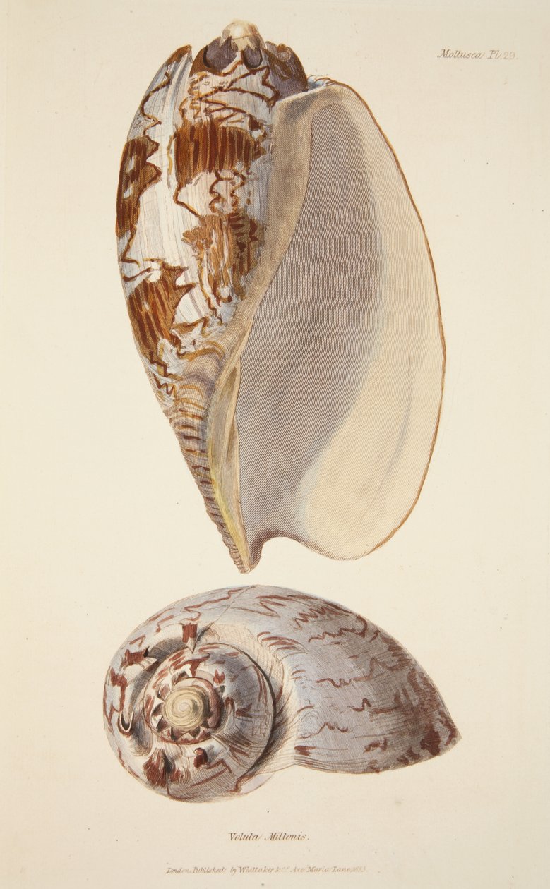 Voluta Miltonis, da The Mollusca and Radiata, pub. 1833 da English School