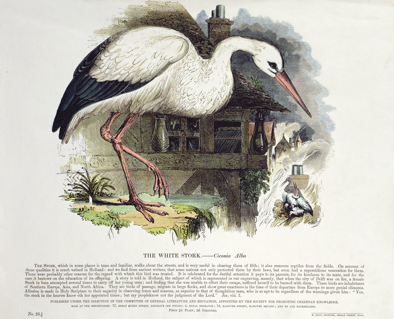 Cicogna Bianca (Ciconia Alba) da English School