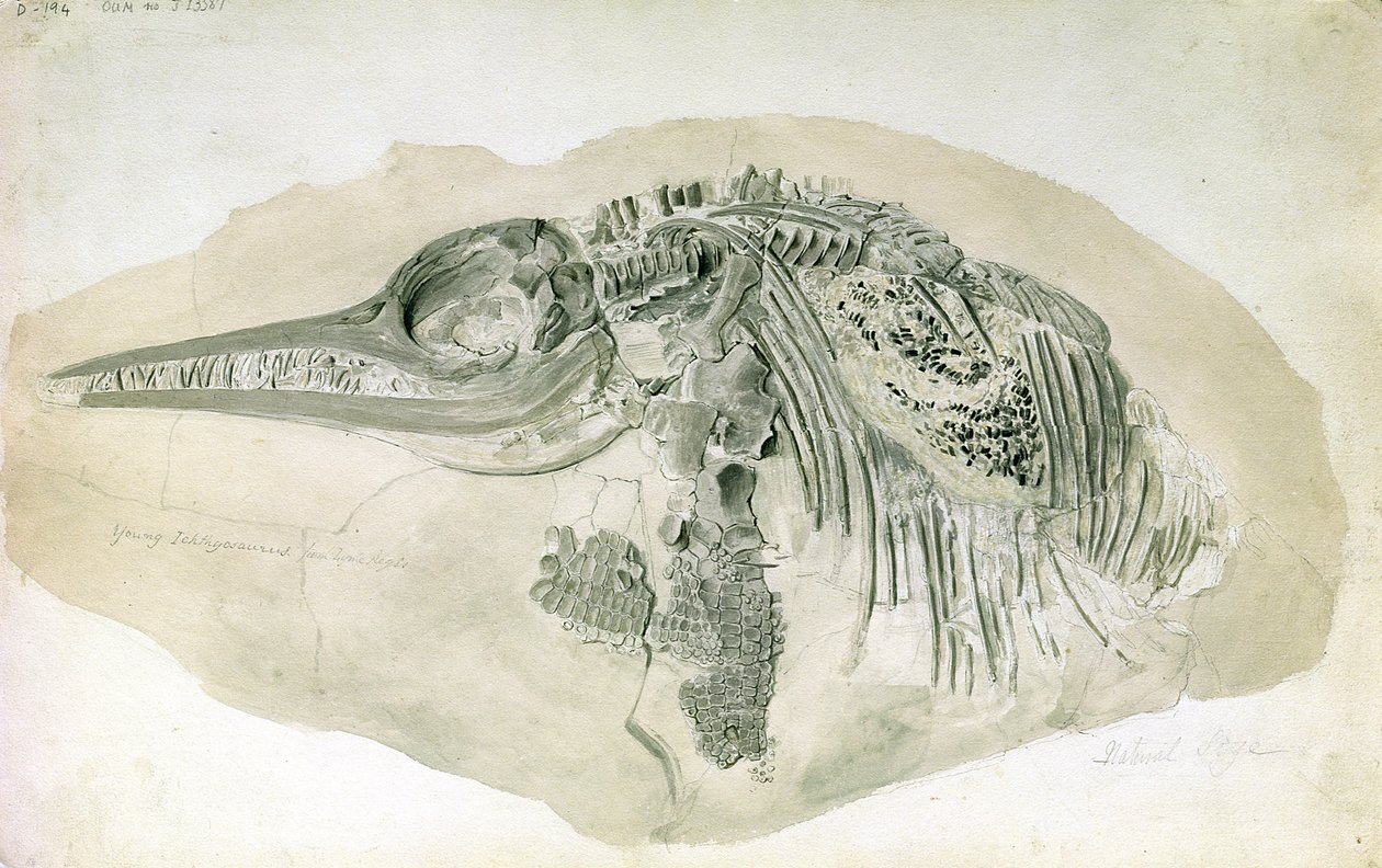 Giovane ittiosauro da Lyme Regis da English School
