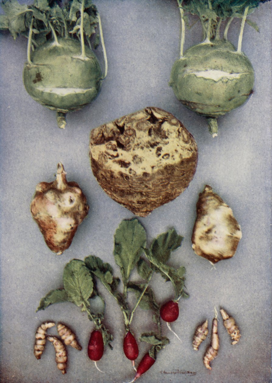 Carciofi, Kohl-Rabi, sedano rapa e ravanello (foto a colori) da English Photographer