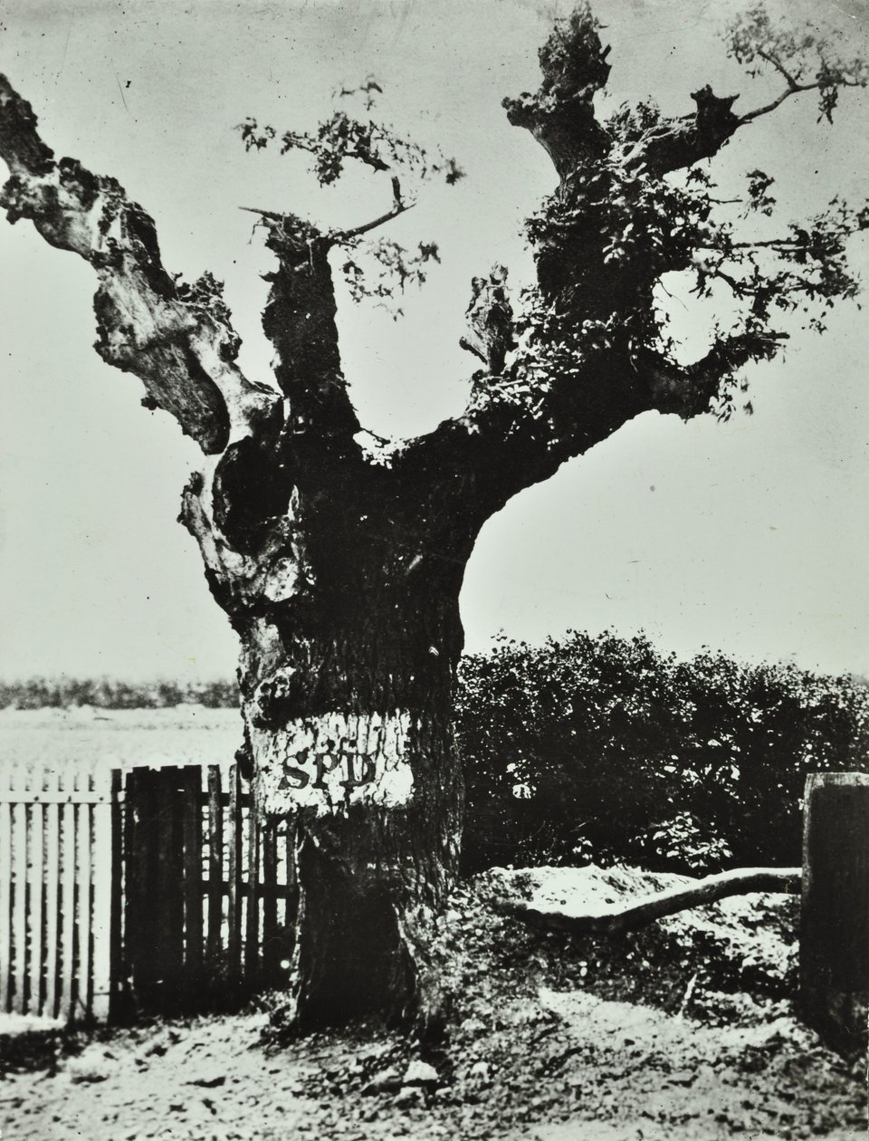 Brockley Lane: Old Oak, Londra, 1890 da English Photographer