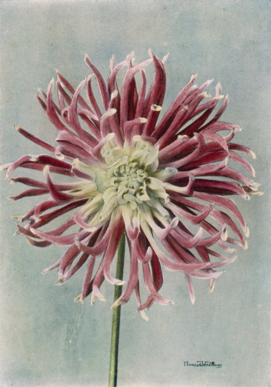 Dalia cactus, signora Randle (foto a colori) da English Photographer