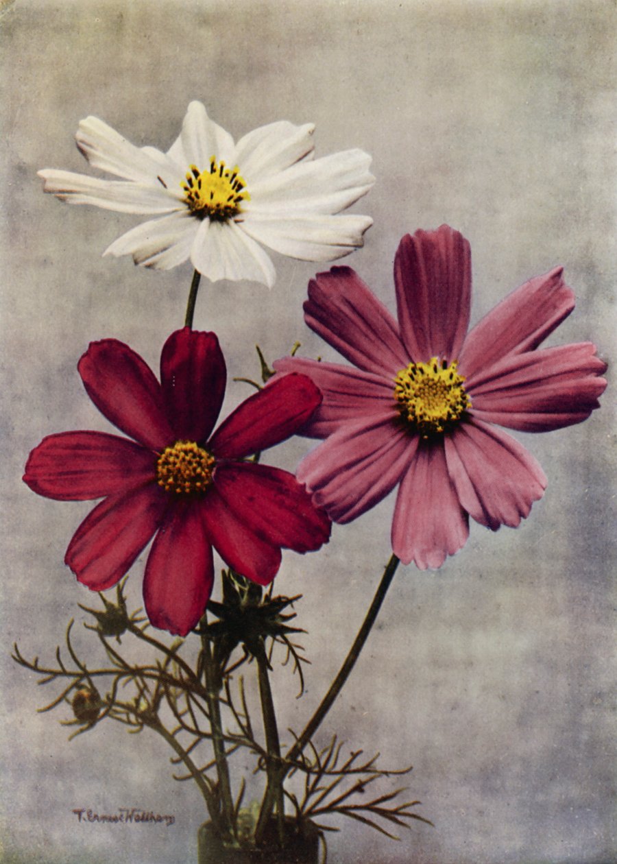 Cosmos Bipinnatus (foto a colori) da English Photographer