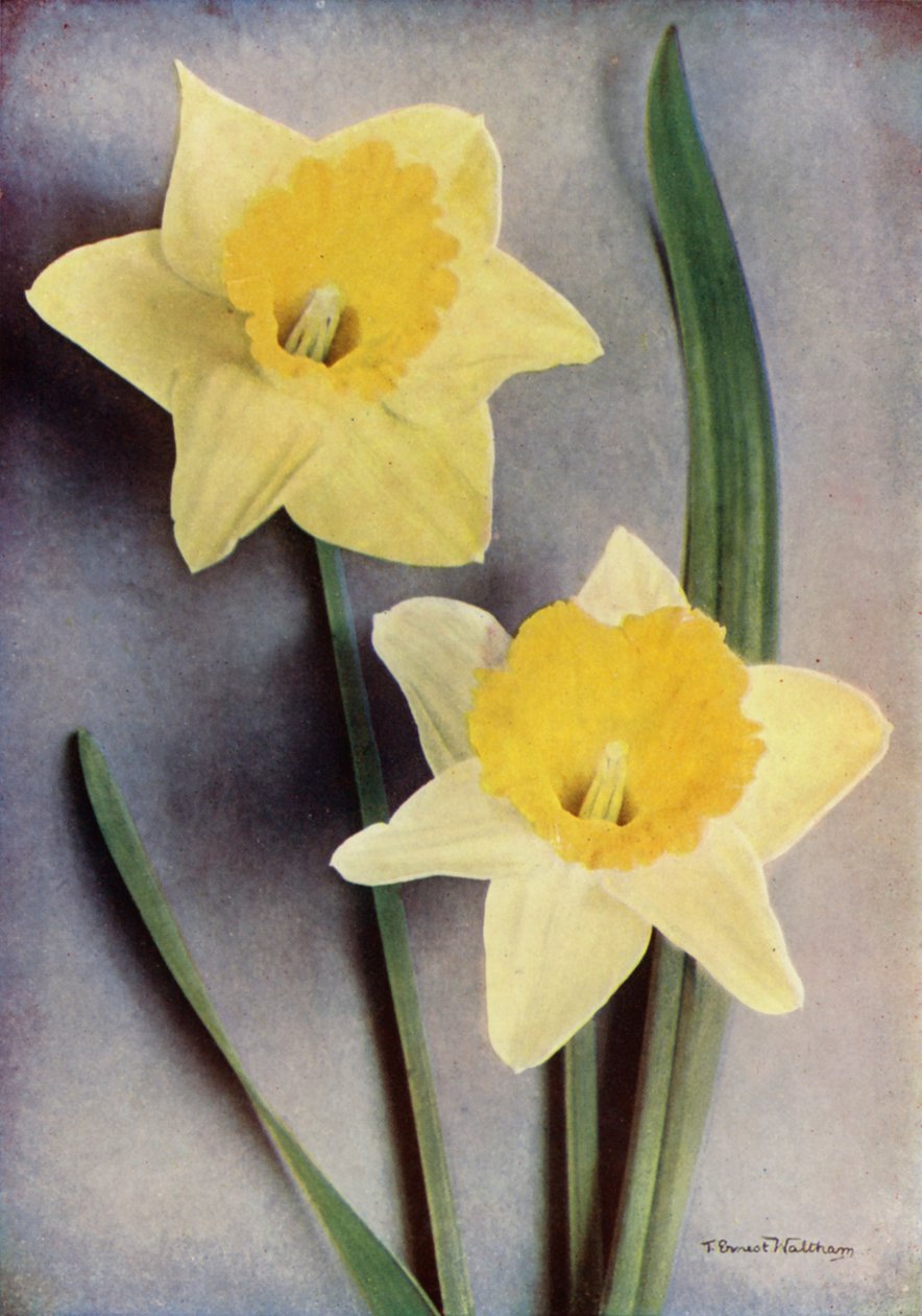 Narciso (foto a colori) da English Photographer