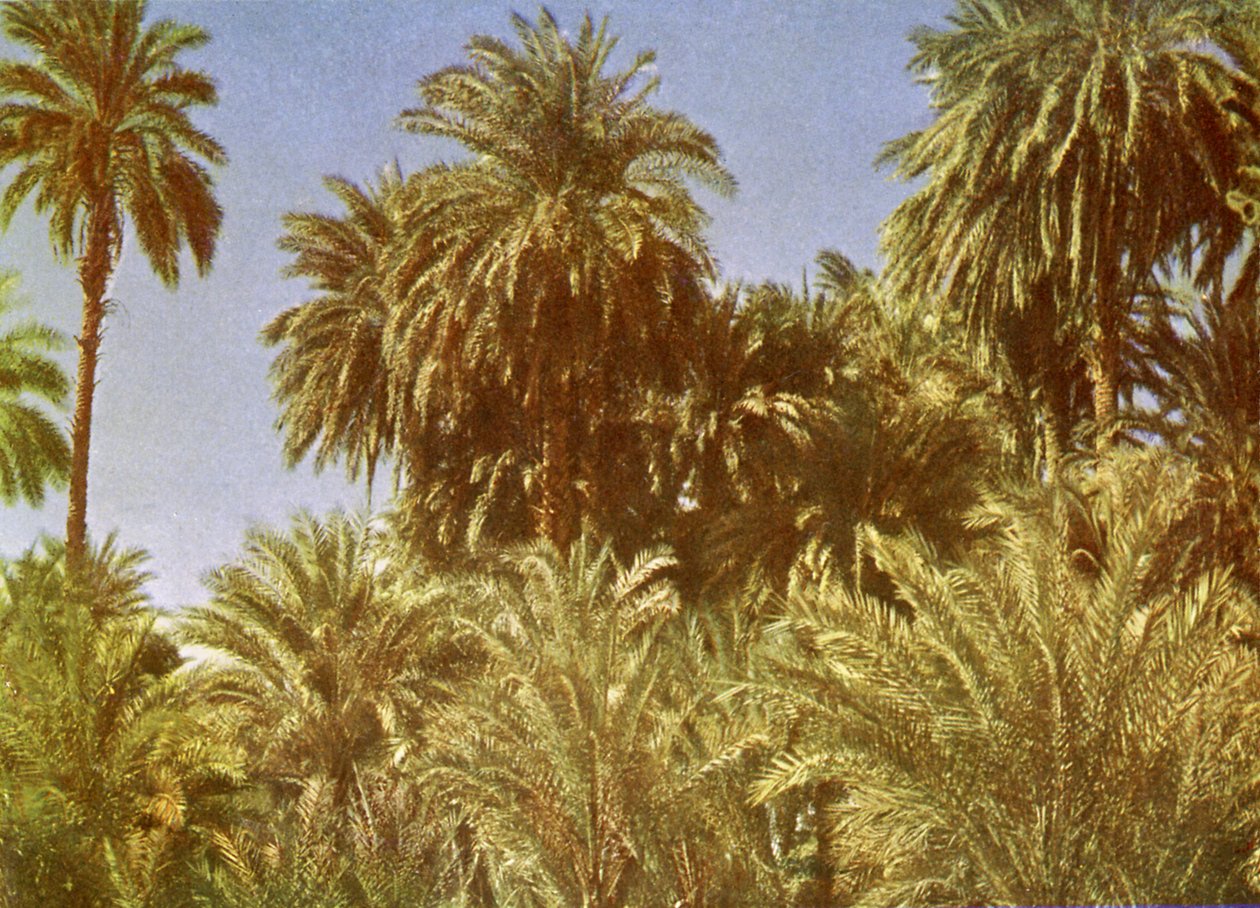 Palme da dattero sull