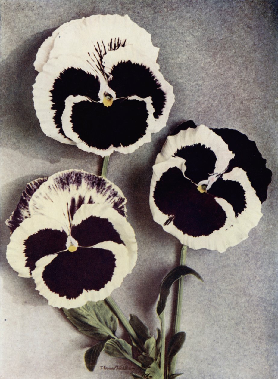 Fancy Pansies, Miss Neil, Mrs J Stewart e Margaret Fife (foto a colori) da English Photographer