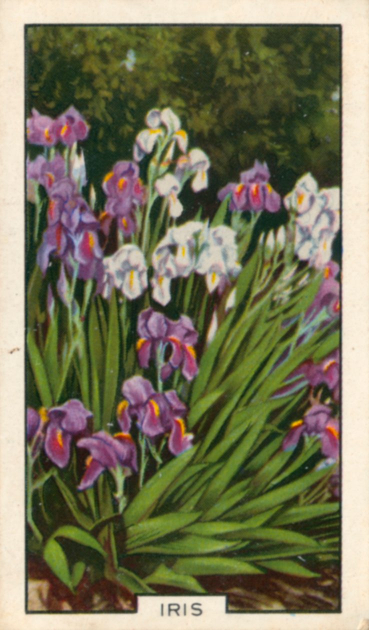 Fiori da giardino: Iris (foto a colori) da English Photographer
